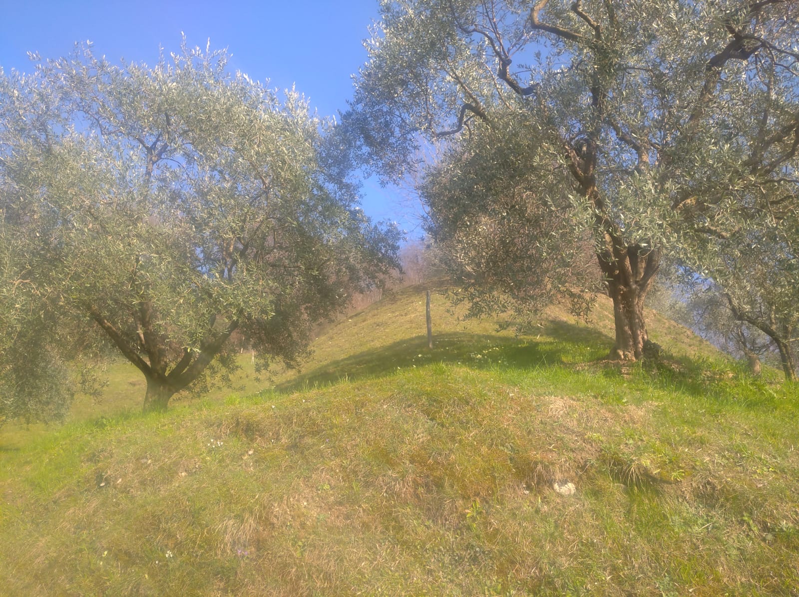Terreno Agricolo - 